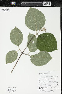 Cornus rugosa image