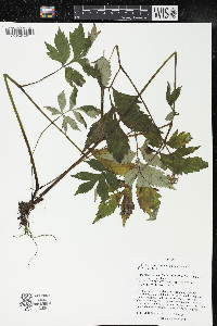 Hydrophyllum virginianum image