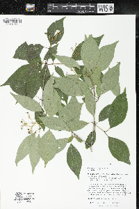 Cornus racemosa image