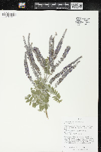 Amorpha canescens image