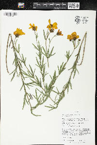 Coreopsis palmata image