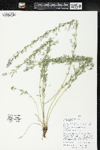 Dalea purpurea image