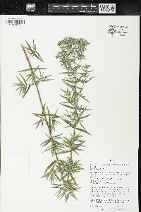 Pycnanthemum virginianum image