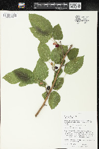 Morus alba image