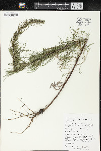 Artemisia campestris image