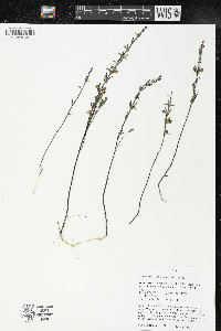 Scutellaria parvula var. leonardii image