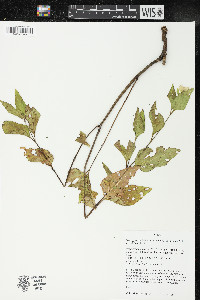 Mirabilis nyctaginea image