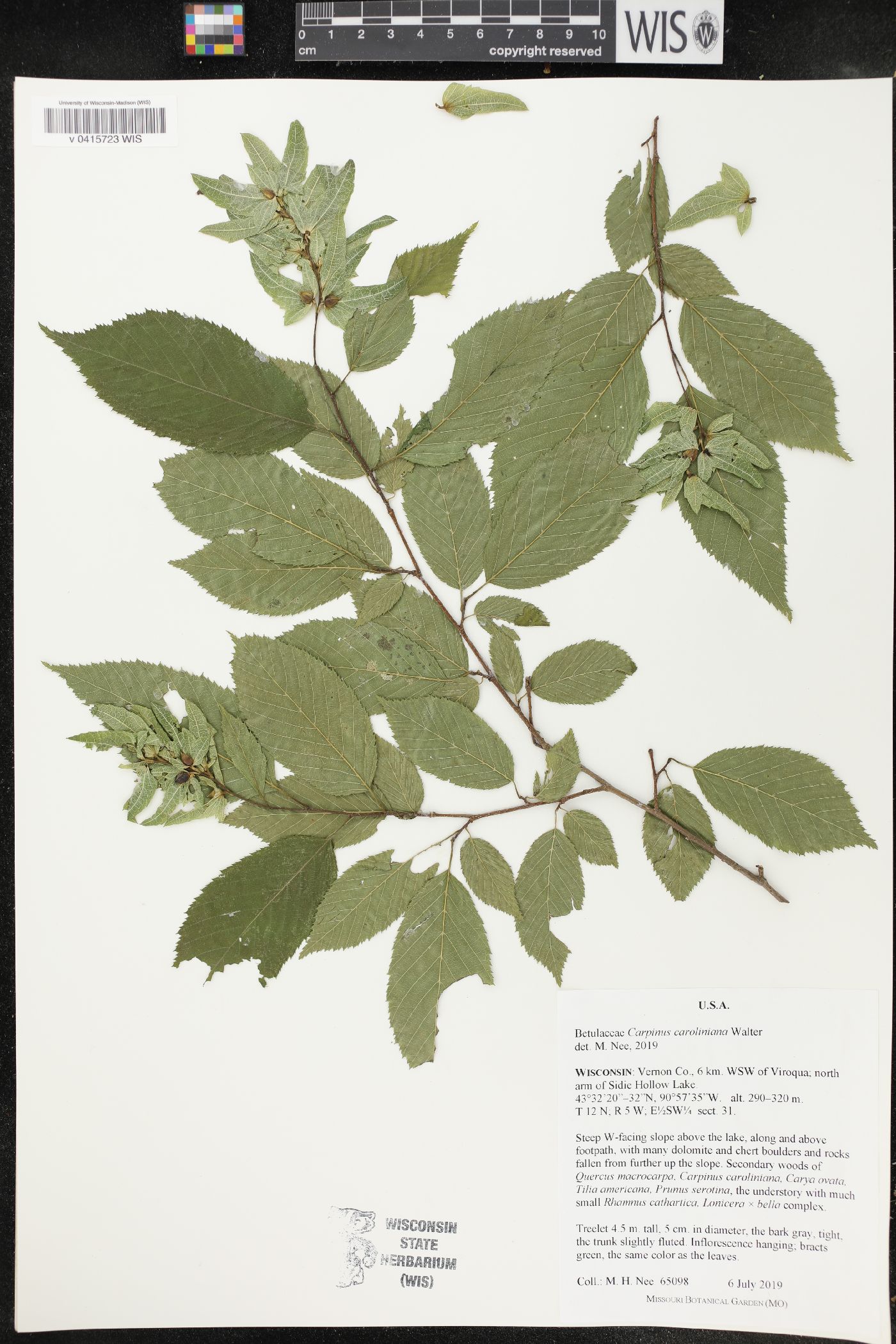 Carpinus caroliniana image
