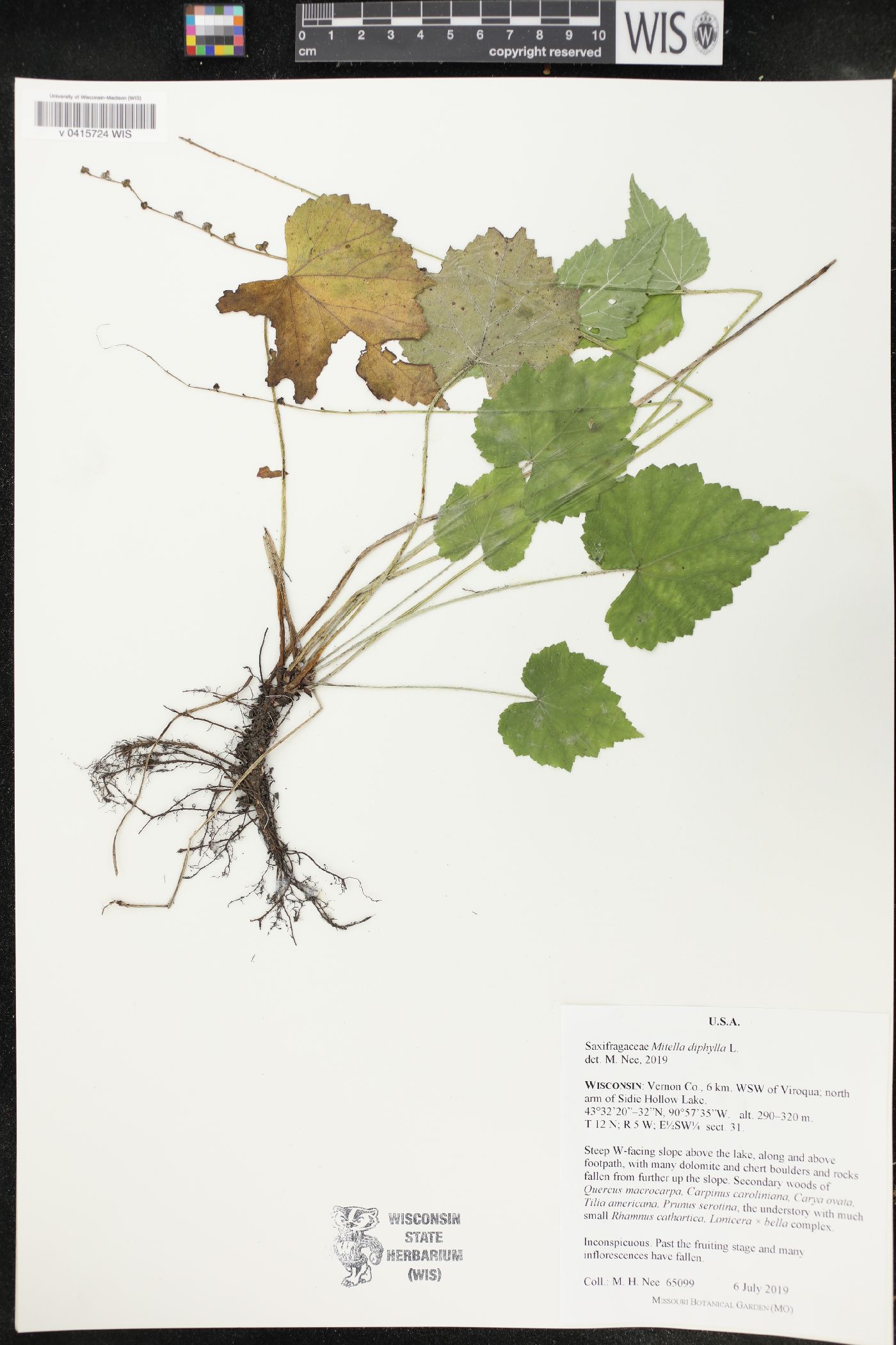 Mitella diphylla image