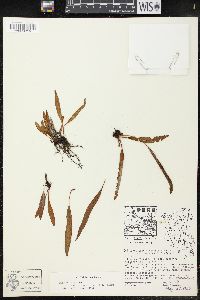 Elaphoglossum tectum image