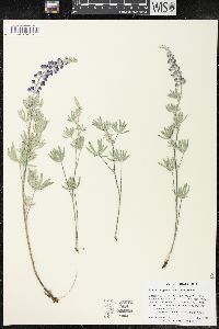 Lupinus argenteus var. holosericeus image