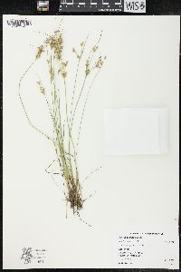 Juncus confusus image