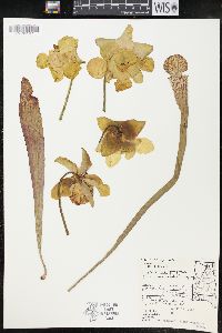 Sarracenia purpurea image