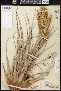 Tillandsia fasciculata image