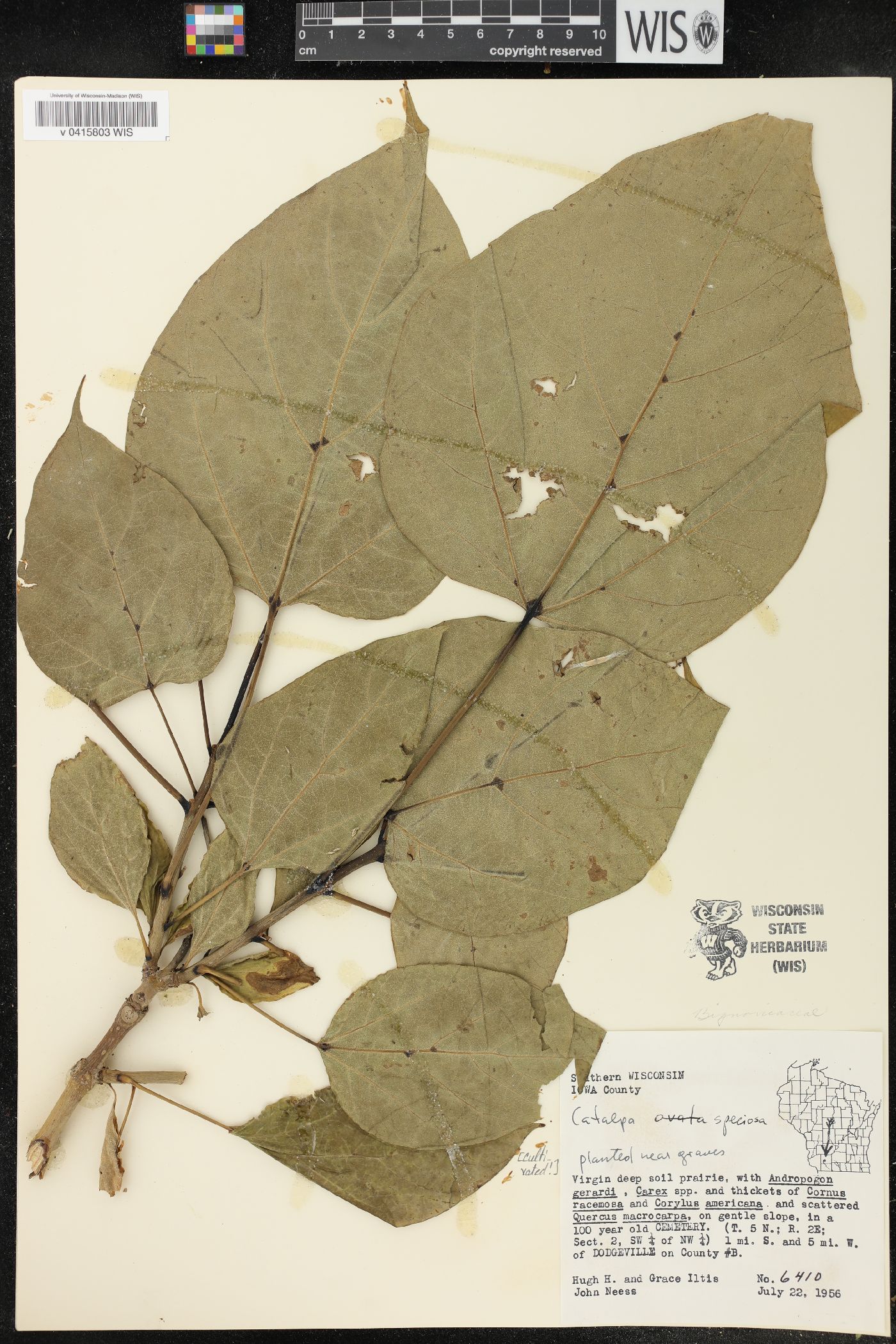 Catalpa speciosa image