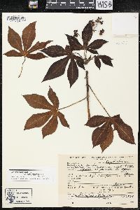 Jatropha gossypiifolia image