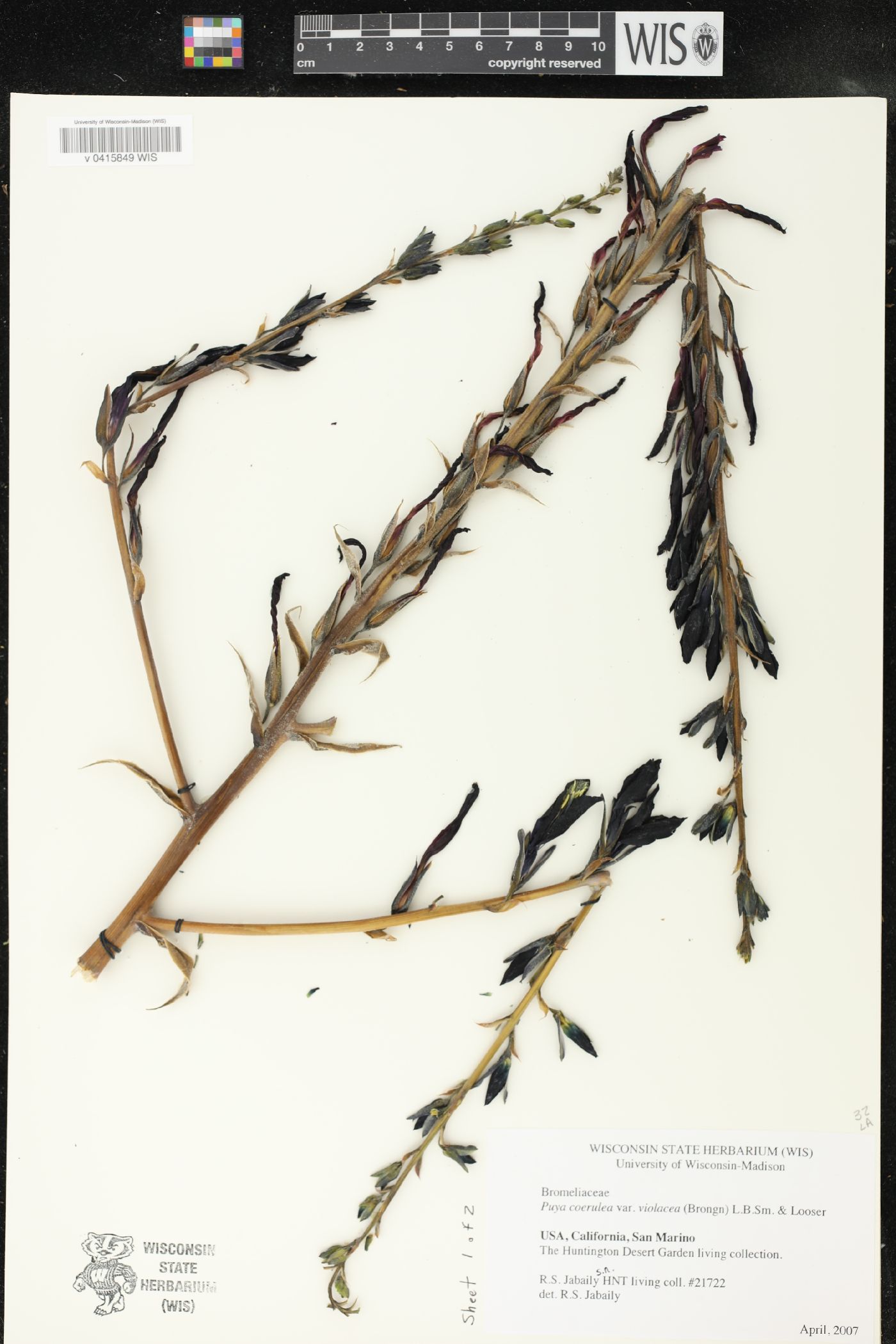 Puya coerulea var. violacea image