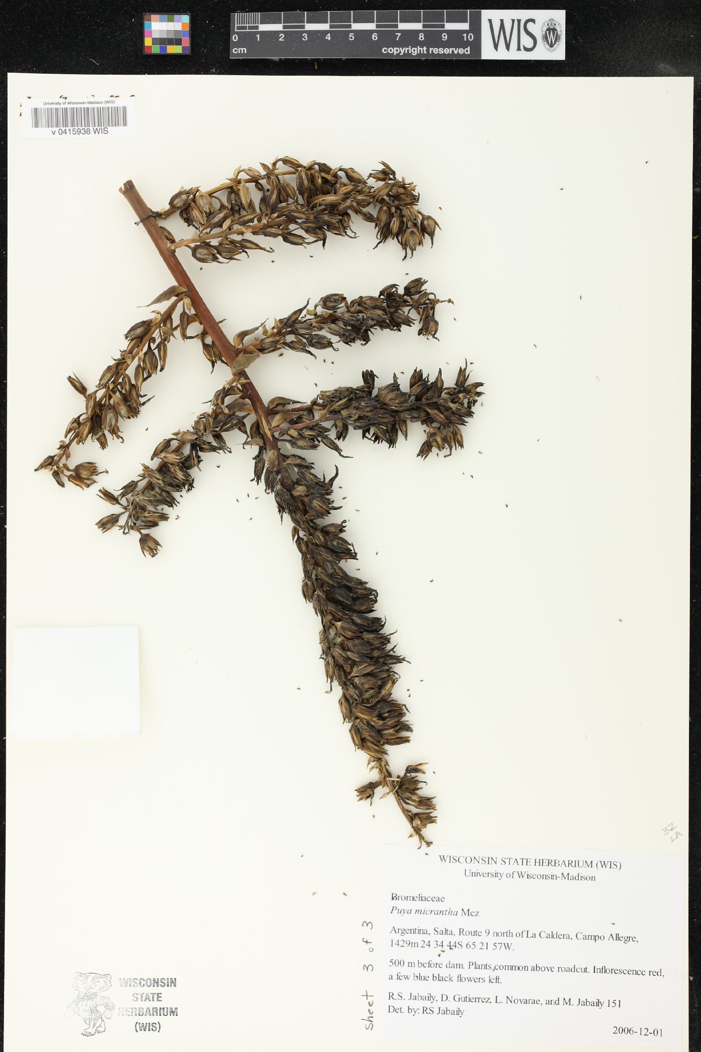 Puya micrantha image