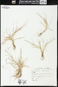 Hainardia cylindrica image