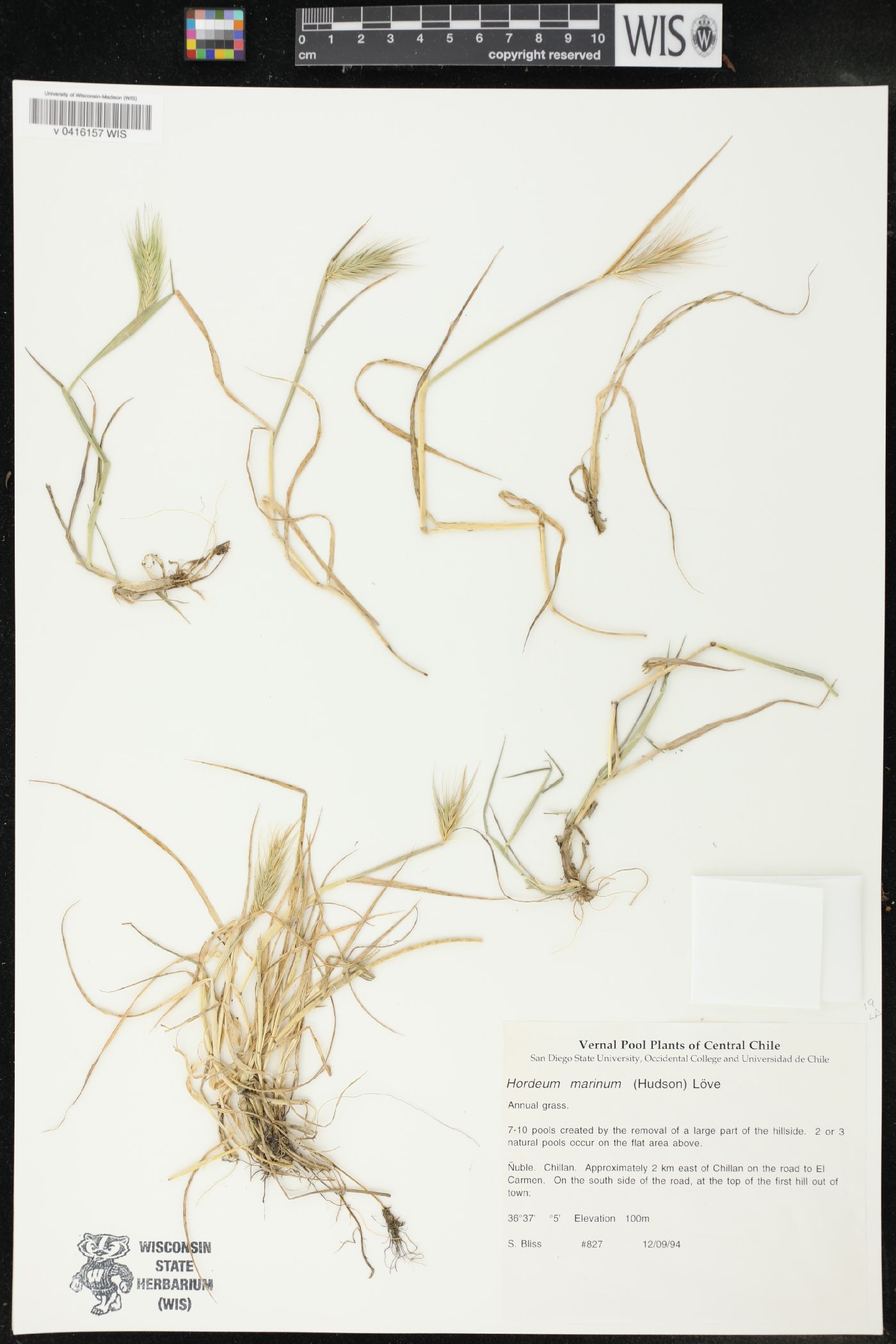 Hordeum marinum image