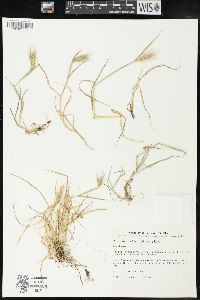 Hordeum marinum image