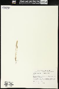 Plantago firma image