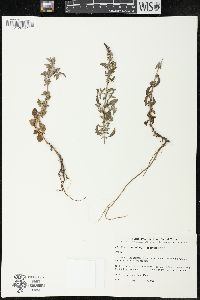 Mentha suaveolens image