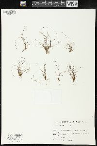 Scirpus cernuus image