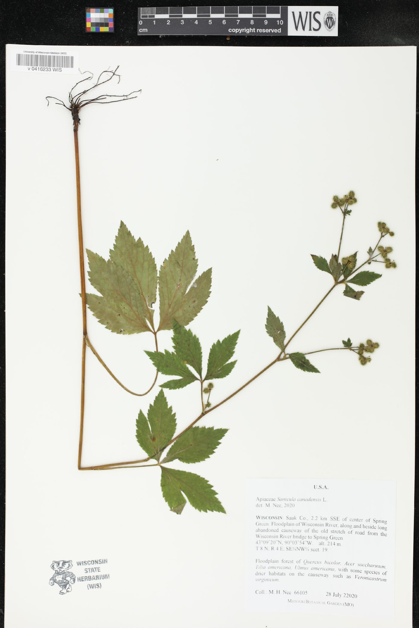 Sanicula canadensis image