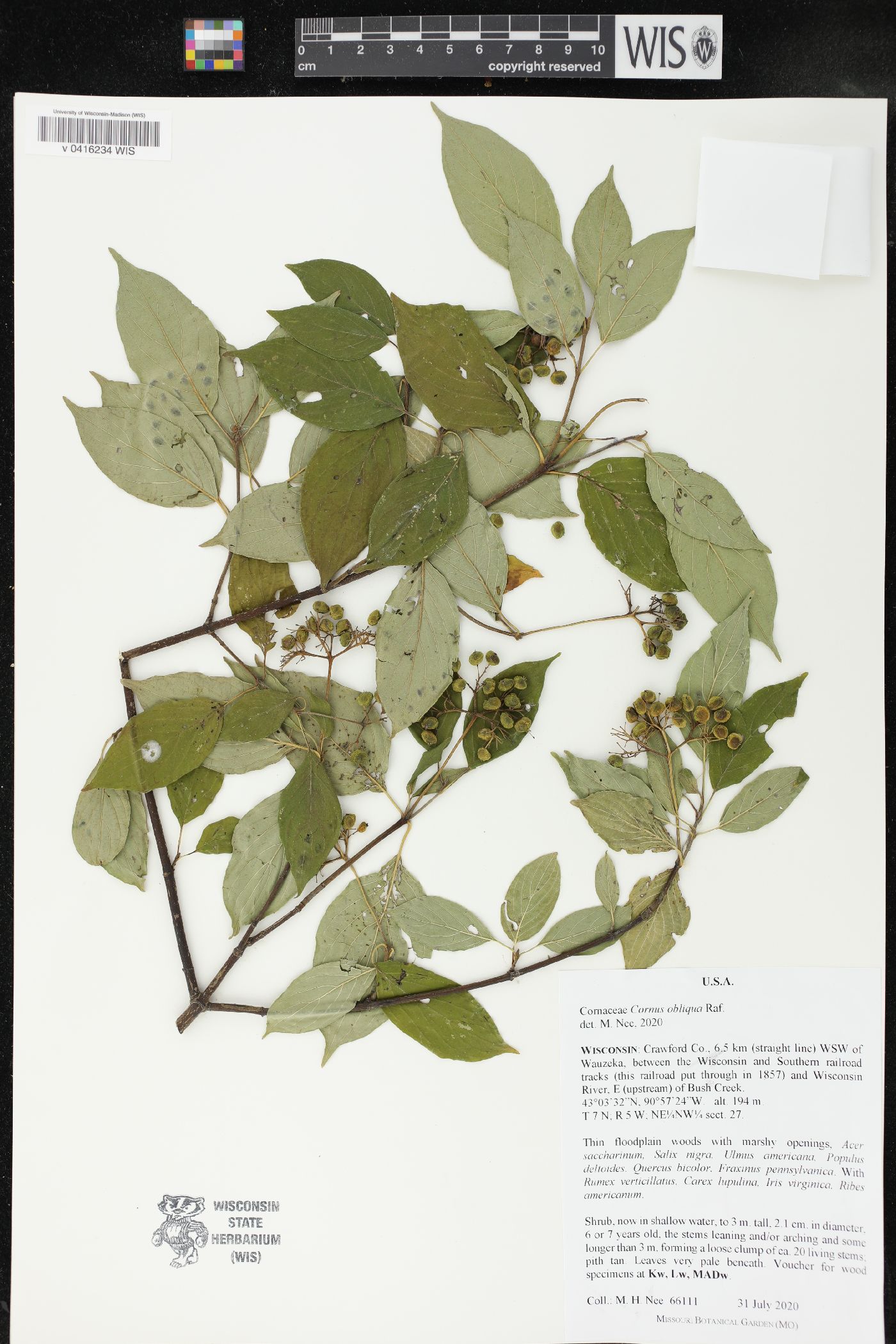 Cornus amomum subsp. obliqua image