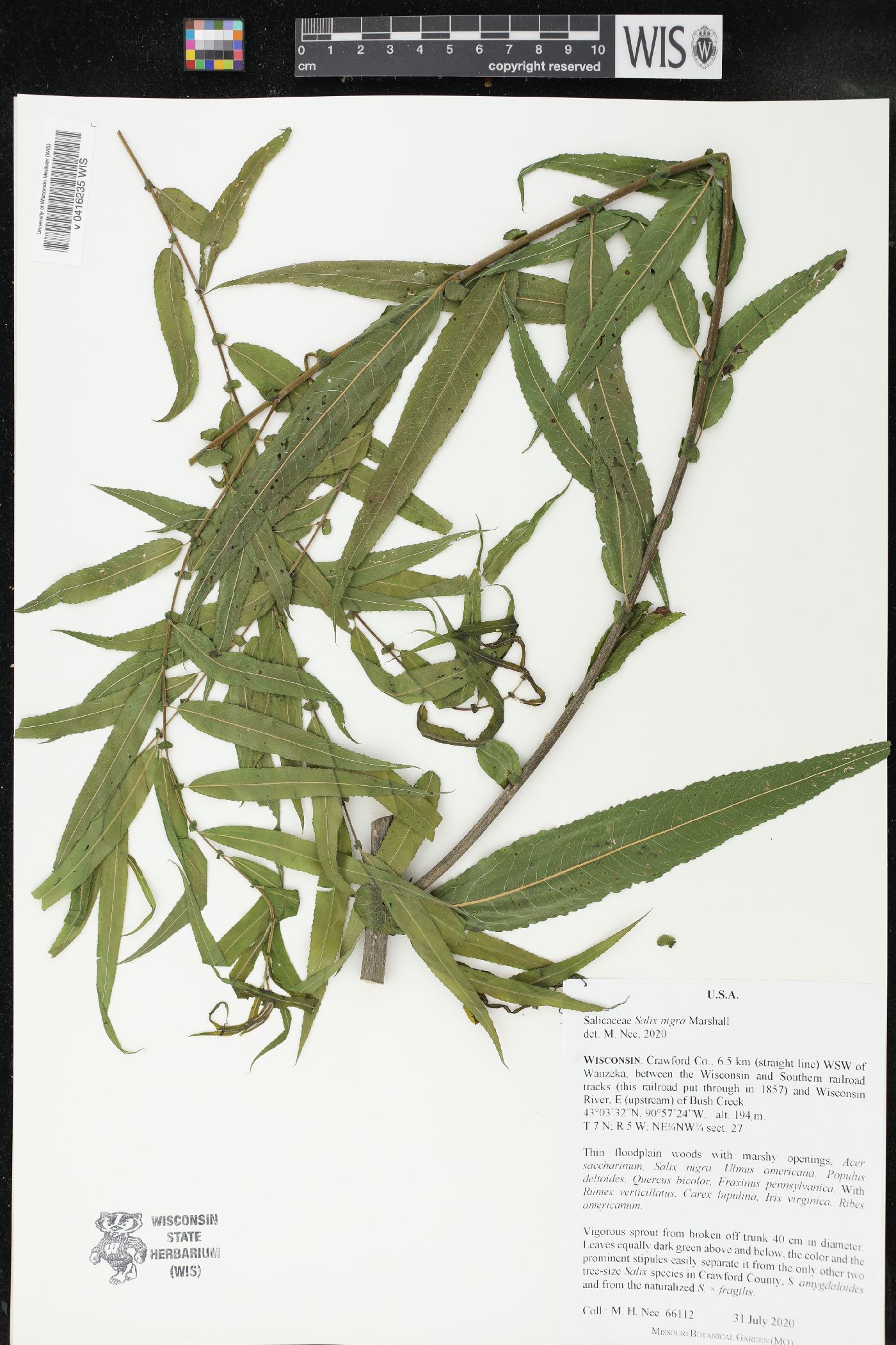 Salix nigra image