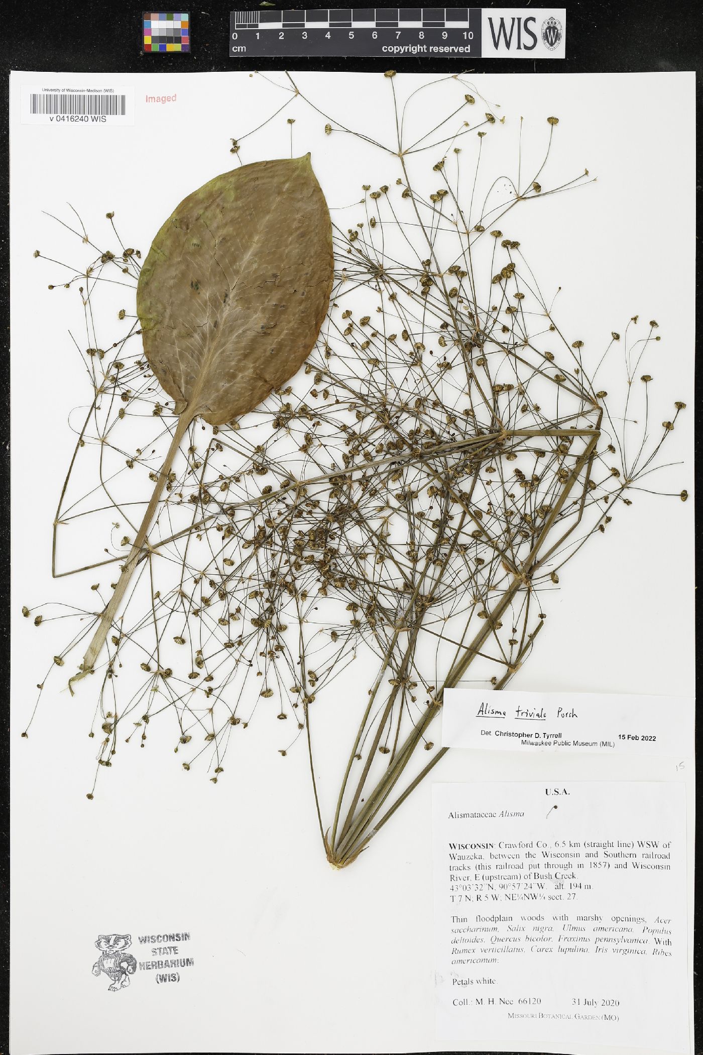 Alisma triviale image