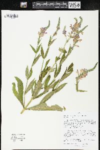 Physostegia virginiana image