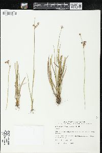 Juncus microcephalus image