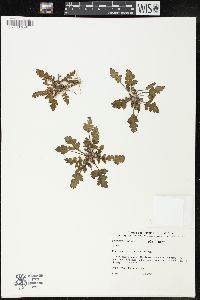 Erodium botrys image