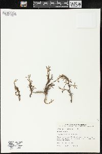 Polygonum maritimum image