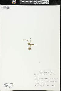 Ophioglossum crotalophoroides image