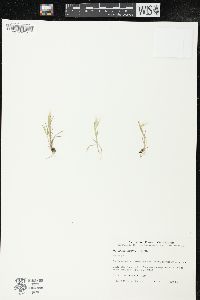 Hordeum geniculatum image