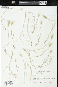 Hordeum geniculatum image