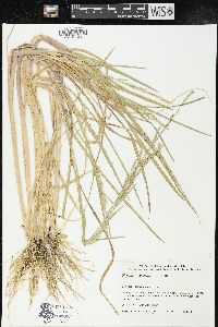 Glyceria multiflora image