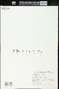 Pleurophora pusilla image