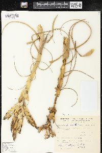 Tillandsia fasciculata image