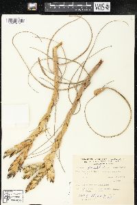 Tillandsia fasciculata image