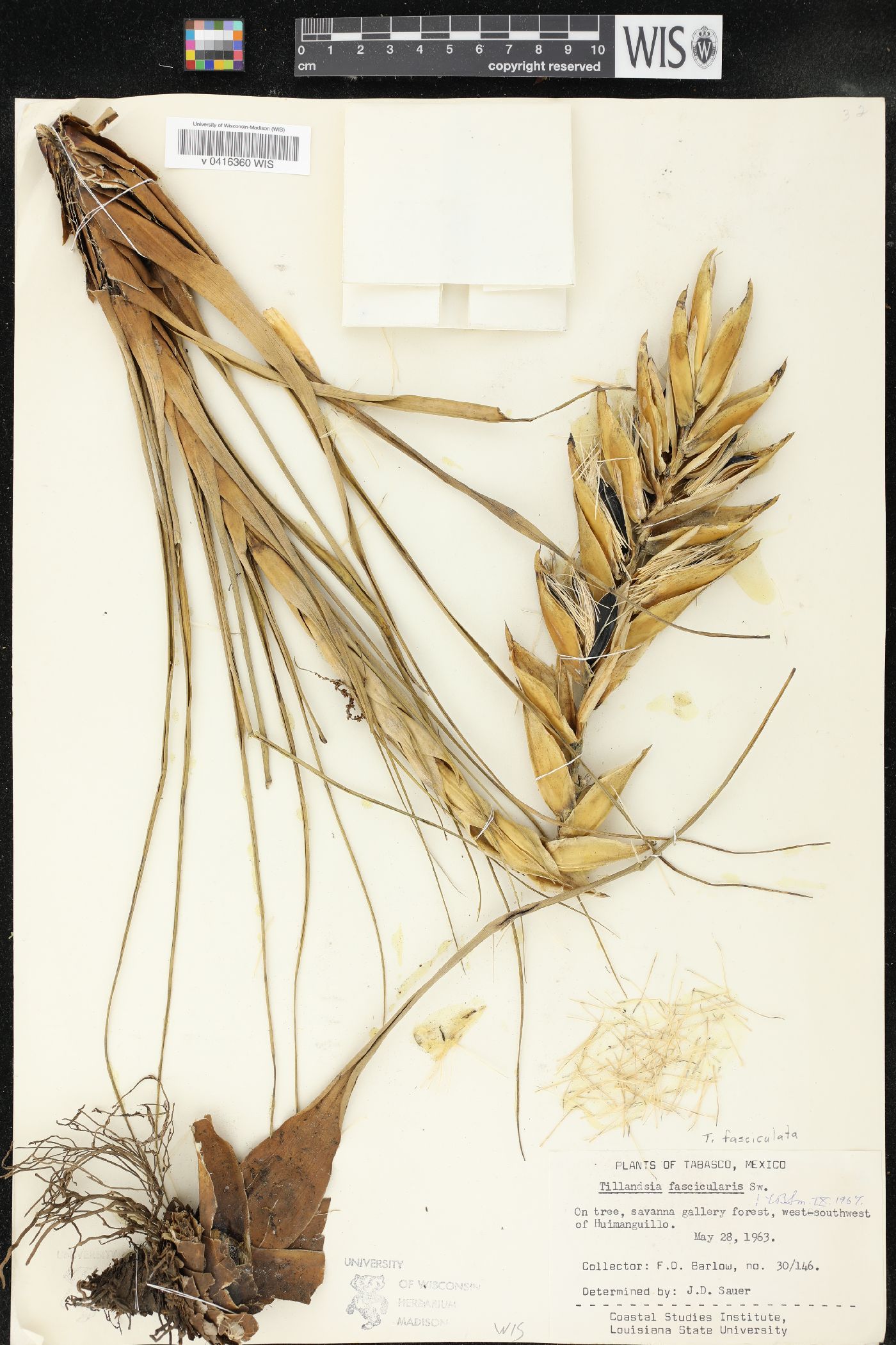 Tillandsia fasciculata image