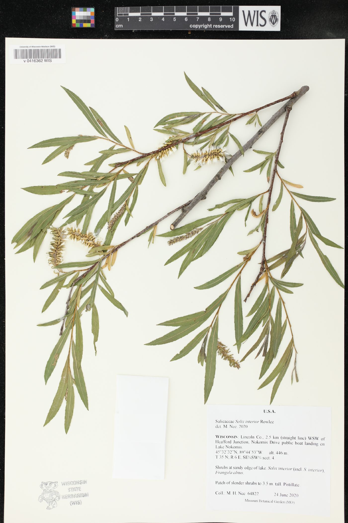 Salix interior image