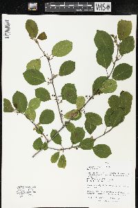 Frangula alnus image