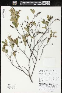 Chamaedaphne calyculata image
