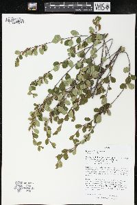 Betula pumila image