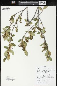 Aronia melanocarpa image