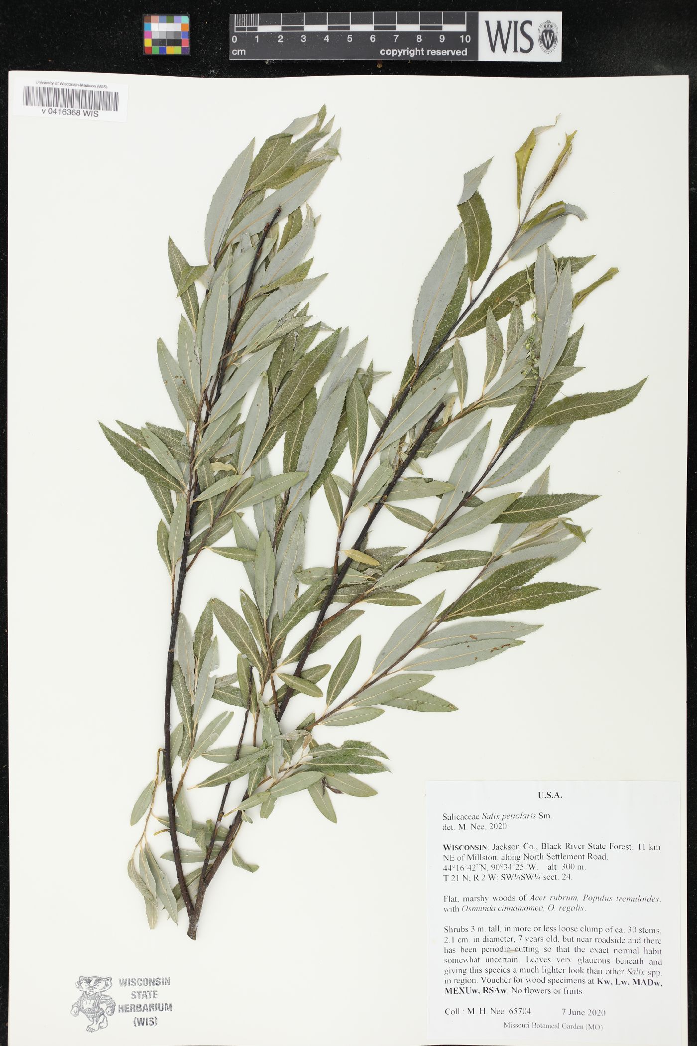 Salix petiolaris image